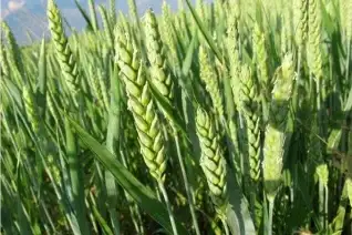 Cereals: wheat and winter wheat